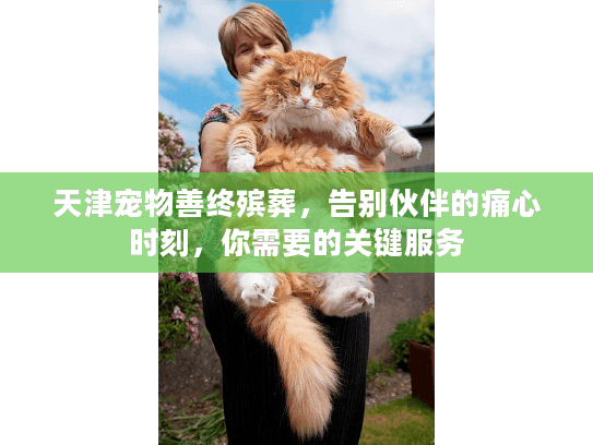 天津宠物善终殡葬，告别伙伴的痛心时刻，你需要的关键服务