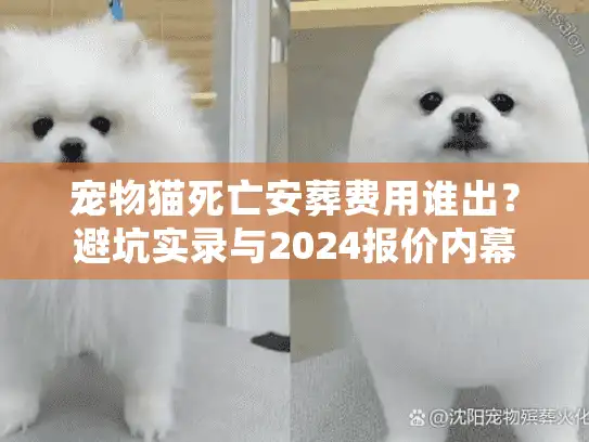 宠物猫死亡安葬费用谁出?避坑实录与2024报价内幕 宠物猫死亡安葬费用谁出?避坑实录与2024报价内幕