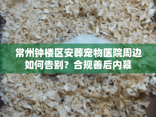 常州钟楼区安葬宠物医院周边如何告别？合规善后内幕