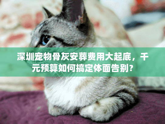 深圳宠物骨灰安葬费用大起底，千元预算如何搞定体面告别？