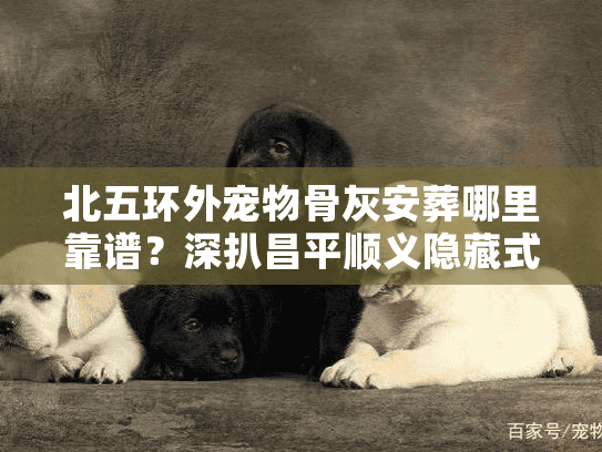 北五环外宠物骨灰安葬哪里靠谱？深扒昌平顺义隐藏式树葬