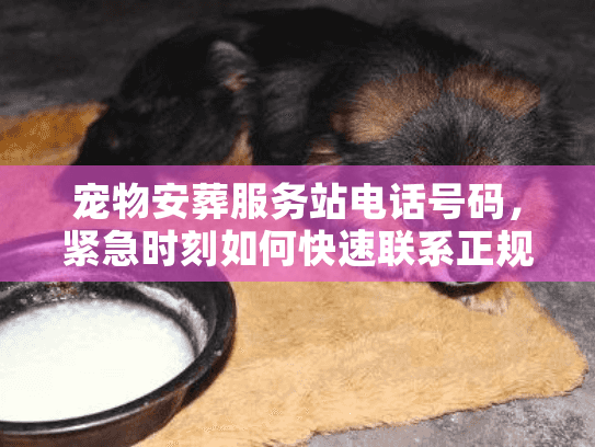 宠物安葬服务站电话号码,紧急时刻如何快速联系正规团队? 宠物安葬服务站电话号码,紧急时刻如何快速联系正规团队?