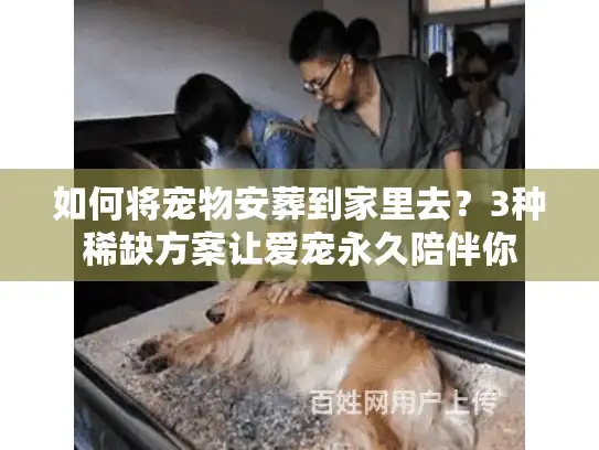 如何将宠物安葬到家里去？3种稀缺方案让爱宠永久陪伴你