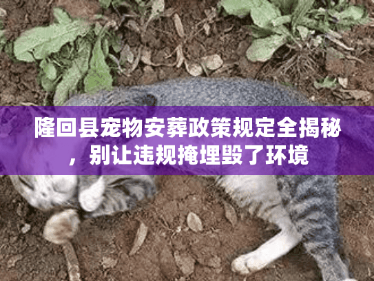 隆回县宠物安葬政策规定全揭秘，别让违规掩埋毁了环境