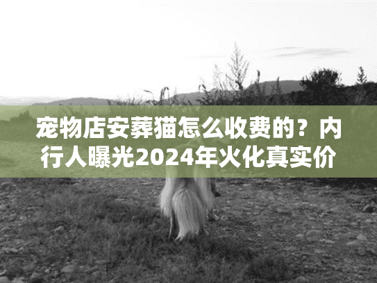 宠物店安葬猫怎么收费的？内行人曝光2024年火化真实价格与避坑术