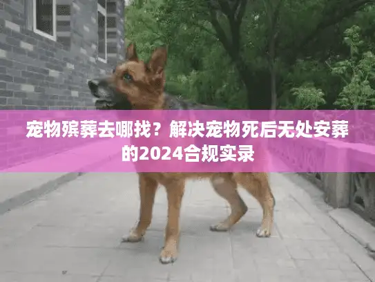 宠物殡葬去哪找？解决宠物死后无处安葬的2024合规实录