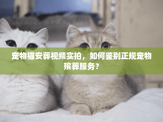 宠物猫安葬视频实拍,如何鉴别正规宠物殡葬服务? 宠物猫安葬视频实拍,如何鉴别正规宠物殡葬服务?