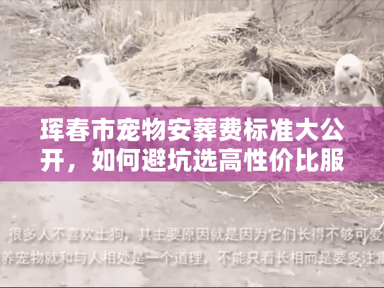 珲春市宠物安葬费标准大公开，如何避坑选高性价比服务？