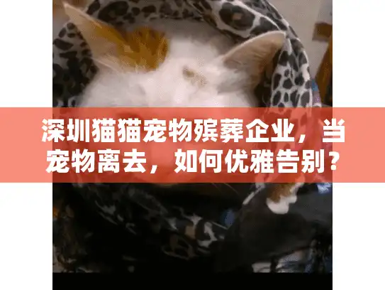 深圳猫猫宠物殡葬企业，当宠物离去，如何优雅告别？
