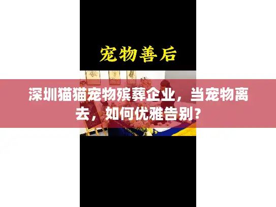 深圳猫猫宠物殡葬企业，当宠物离去，如何优雅告别？