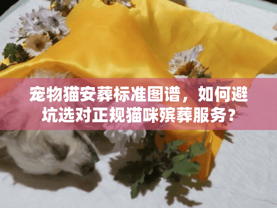 宠物猫安葬标准图谱，如何避坑选对正规猫咪殡葬服务？