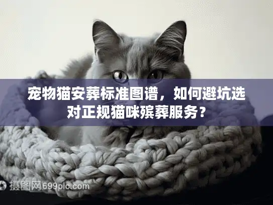宠物猫安葬标准图谱，如何避坑选对正规猫咪殡葬服务？
