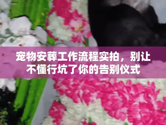 宠物安葬工作流程实拍，别让不懂行坑了你的告别仪式