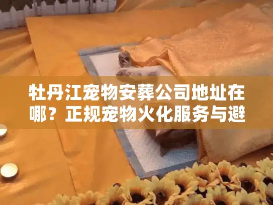 牡丹江宠物安葬公司地址在哪？正规宠物火化服务与避坑实战