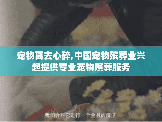 宠物离去心碎,中国宠物殡葬业兴起提供专业宠物殡葬服务