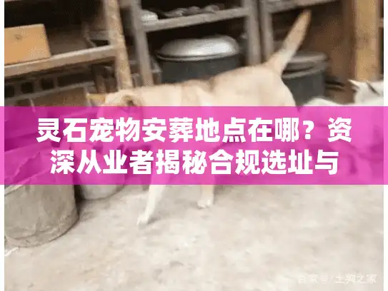 灵石宠物安葬地点在哪？资深从业者揭秘合规选址与告别仪式全流程