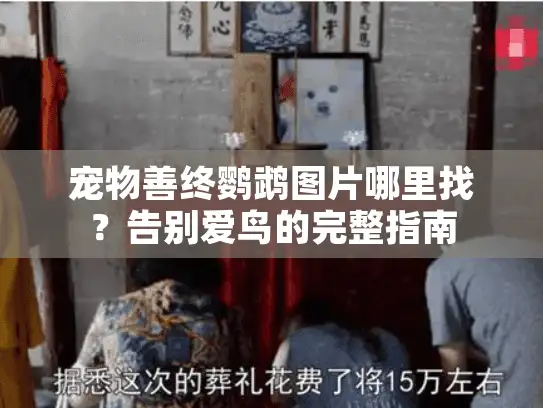 宠物善终鹦鹉图片哪里找？告别爱鸟的完整指南