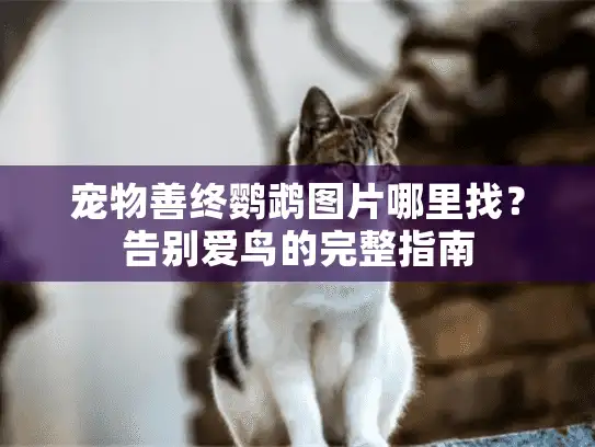 宠物善终鹦鹉图片哪里找？告别爱鸟的完整指南