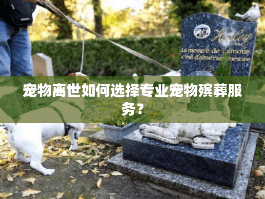 宠物离世如何选择专业宠物殡葬服务？