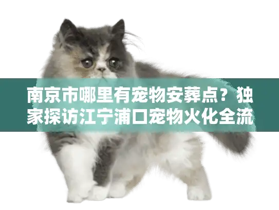 南京市哪里有宠物安葬点？独家探访江宁浦口宠物火化全流程