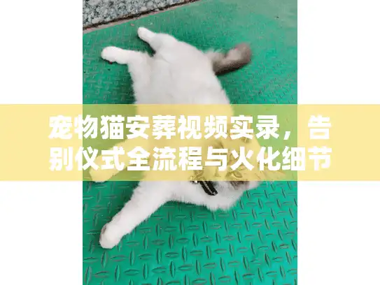 宠物猫安葬视频实录，告别仪式全流程与火化细节高清大揭秘