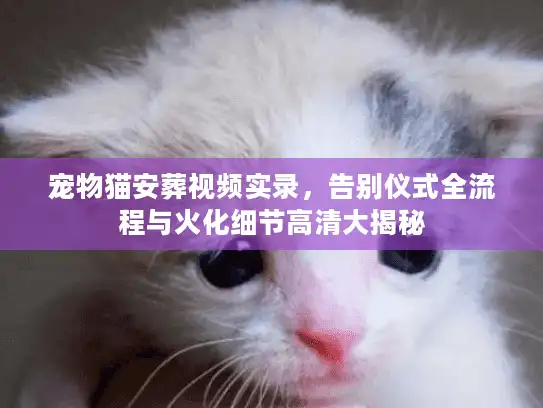 宠物猫安葬视频实录，告别仪式全流程与火化细节高清大揭秘