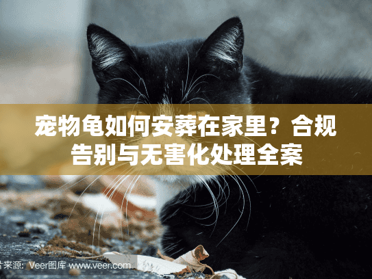 宠物龟如何安葬在家里？合规告别与无害化处理全案