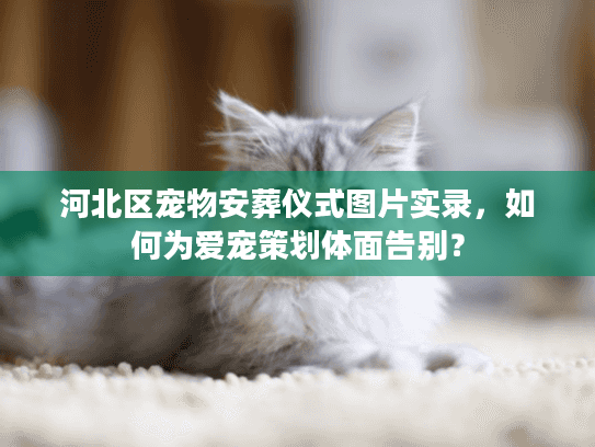 河北区宠物安葬仪式图片实录，如何为爱宠策划体面告别？