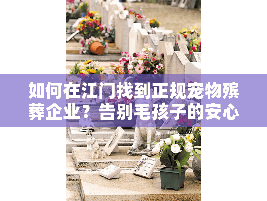 如何在江门找到正规宠物殡葬企业？告别毛孩子的安心之道