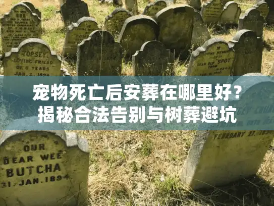 宠物死亡后安葬在哪里好?揭秘合法告别与树葬避坑 宠物死亡后安葬在哪里好?揭秘合法告别与树葬避坑