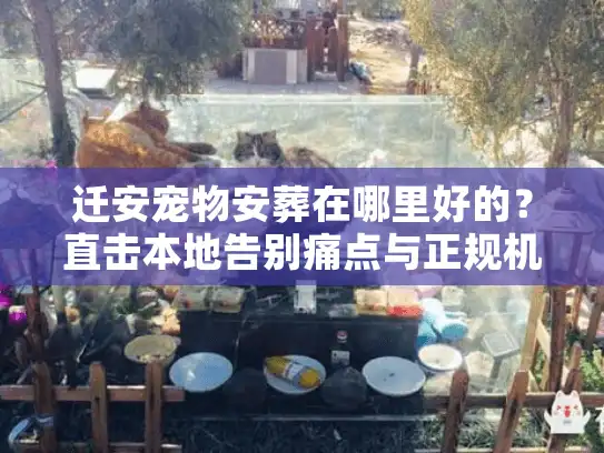 迁安宠物安葬在哪里好的？直击本地告别痛点与正规机构实探
