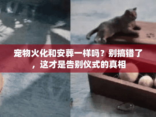 宠物火化和安葬一样吗?别搞错了,这才是告别仪式的真相 宠物火化和安葬一样吗?别搞错了,这才是告别仪式的真相