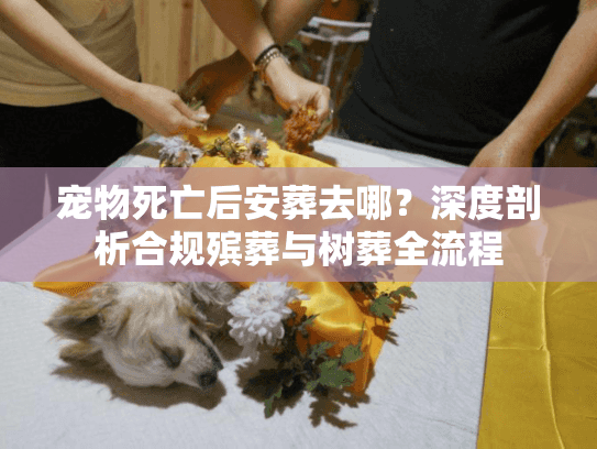 宠物死亡后安葬去哪？深度剖析合规殡葬与树葬全流程