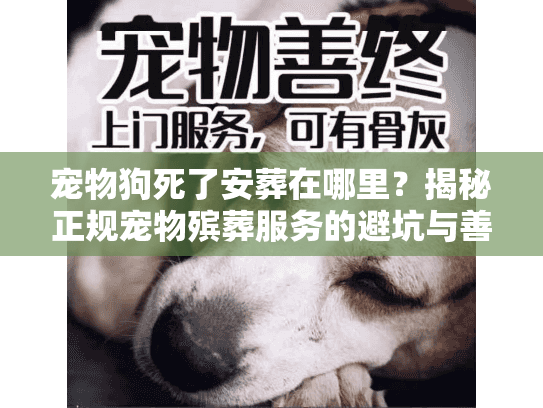 宠物狗死了安葬在哪里？揭秘正规宠物殡葬服务的避坑与善后