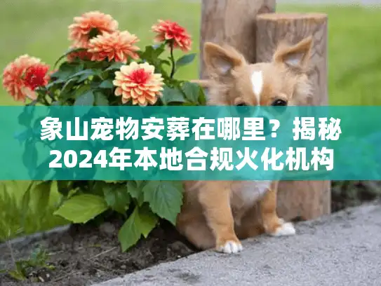 象山宠物安葬在哪里？揭秘2024年本地合规火化机构