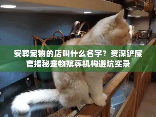 安葬宠物的店叫什么名字?资深铲屎官揭秘宠物殡葬机构避坑实录 安葬宠物的店叫什么名字?资深铲屎官揭秘宠物殡葬机构避坑实录