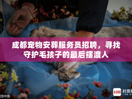 成都宠物安葬服务员招聘，寻找守护毛孩子的最后摆渡人