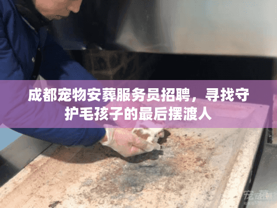 成都宠物安葬服务员招聘，寻找守护毛孩子的最后摆渡人