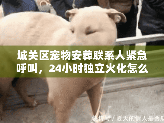 城关区宠物安葬联系人紧急呼叫,24小时独立火化怎么找才靠谱? 城关区宠物安葬联系人紧急呼叫,24小时独立火化怎么找才靠谱?