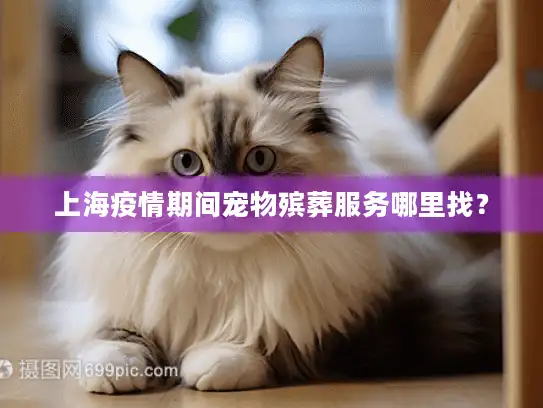 上海疫情期间宠物殡葬服务哪里找？