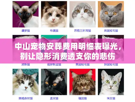 中山宠物安葬费用明细表曝光,别让隐形消费透支你的悲伤 中山宠物安葬费用明细表曝光,别让隐形消费透支你的悲伤