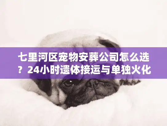 七里河区宠物安葬公司怎么选？24小时遗体接运与单独火化避坑实录
