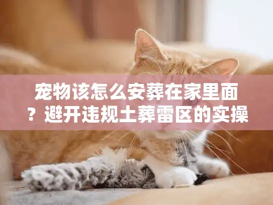 宠物该怎么安葬在家里面？避开违规土葬雷区的实操善后方案