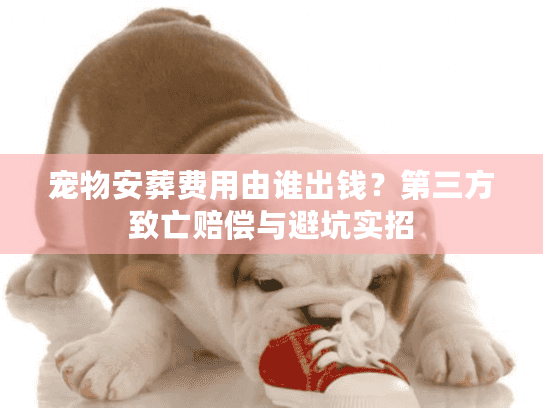 宠物安葬费用由谁出钱？第三方致亡赔偿与避坑实招