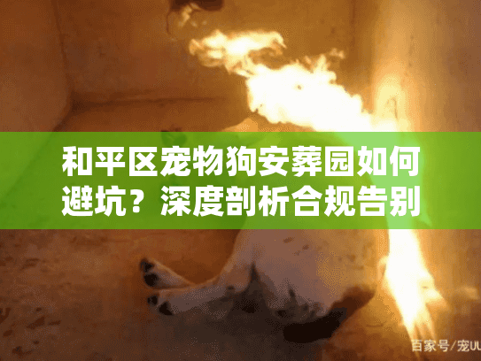 和平区宠物狗安葬园如何避坑？深度剖析合规告别与收费标准