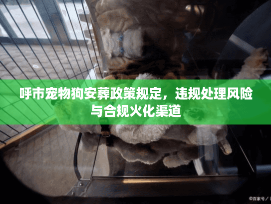 呼市宠物狗安葬政策规定，违规处理风险与合规火化渠道