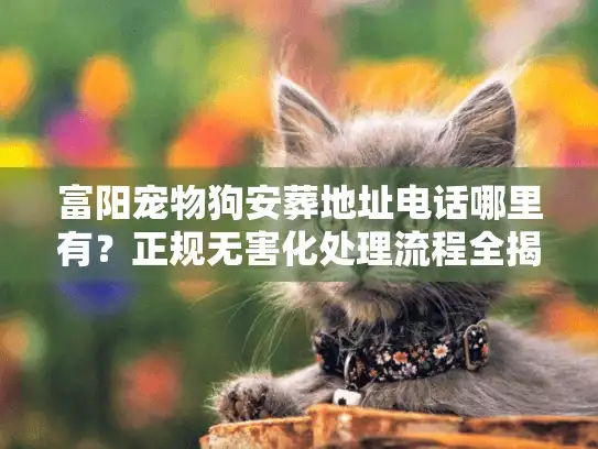 富阳宠物狗安葬地址电话哪里有？正规无害化处理流程全揭秘