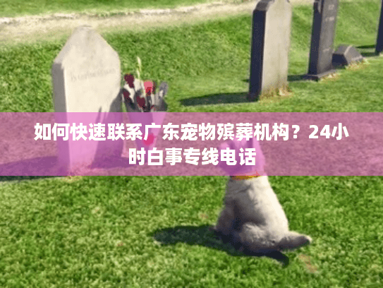 如何快速联系广东宠物殡葬机构？24小时白事专线电话