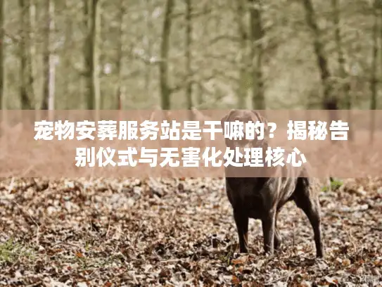 宠物安葬服务站是干嘛的？揭秘告别仪式与无害化处理核心
