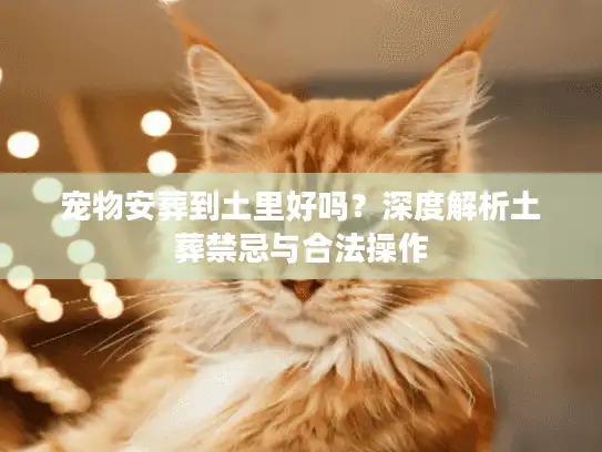 宠物安葬到土里好吗？深度解析土葬禁忌与合法操作